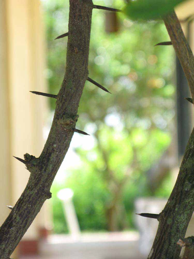              Second - third year twig (Winter Haven, FL)       